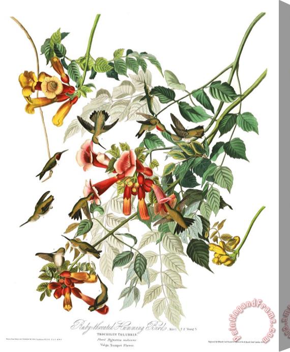 John James Audubon Ruby Throated Humming Bird Stretched Canvas Painting / Canvas Art