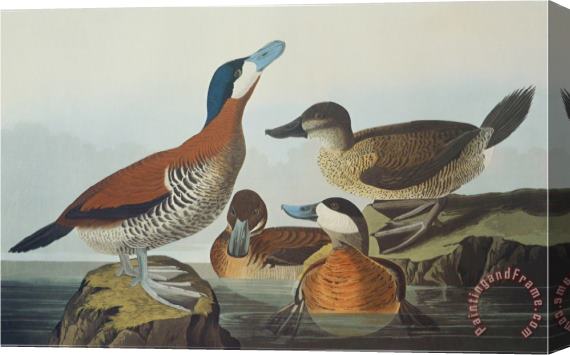 John James Audubon Ruddy Duck Stretched Canvas Print / Canvas Art