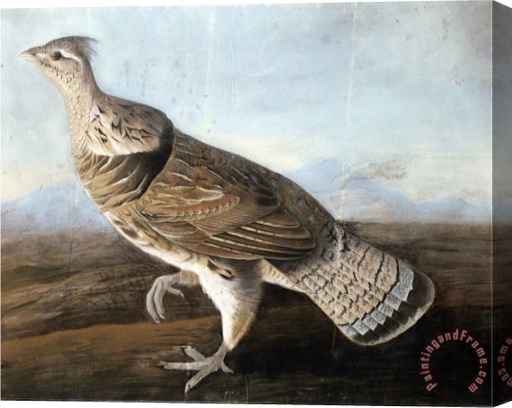 John James Audubon Ruffed Goose Circa 1812 Stretched Canvas Painting / Canvas Art