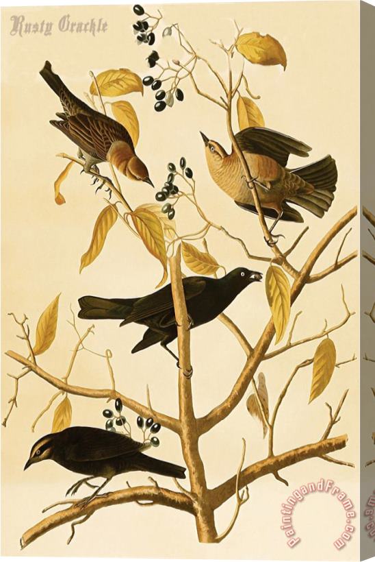 John James Audubon Rusty Grackle Stretched Canvas Painting / Canvas Art