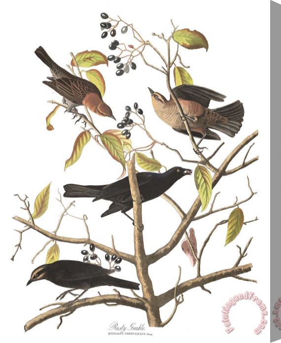 John James Audubon Rusty Grakle Stretched Canvas Print / Canvas Art