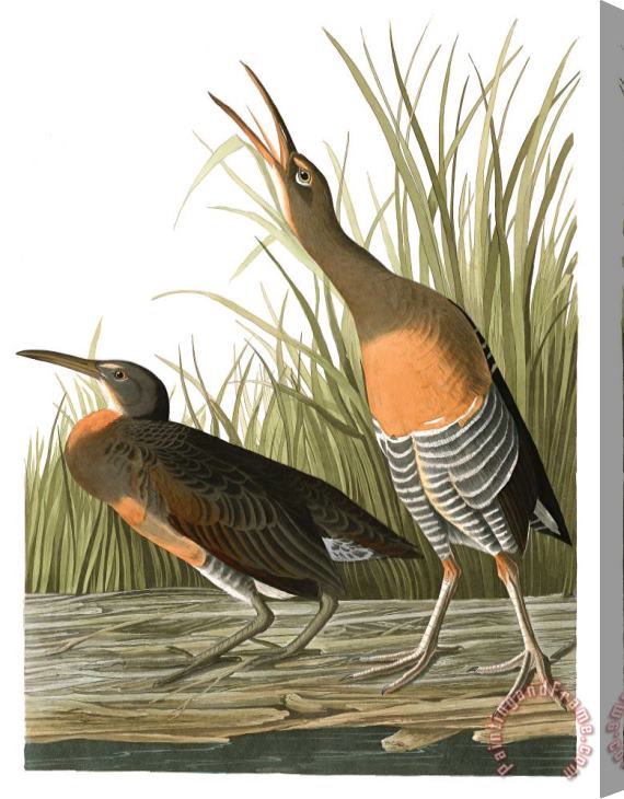 John James Audubon Salt Water Marsh Hen Stretched Canvas Painting / Canvas Art