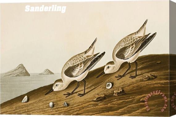 John James Audubon Sanderling Stretched Canvas Painting / Canvas Art