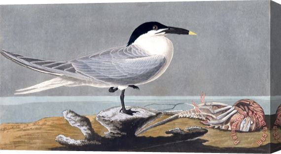 John James Audubon Sandwich Tern Stretched Canvas Print / Canvas Art