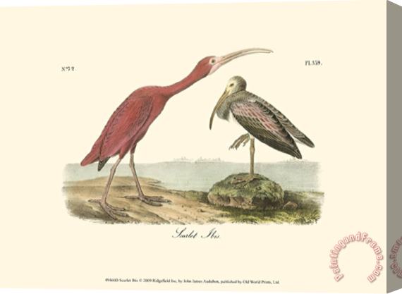 John James Audubon Scarlet Ibis Stretched Canvas Print / Canvas Art