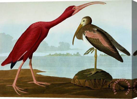 John James Audubon Scarlet Ibis Stretched Canvas Painting / Canvas Art