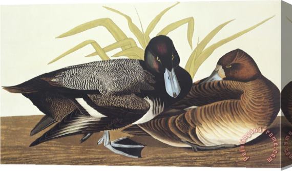 John James Audubon Scaup Duck Stretched Canvas Print / Canvas Art