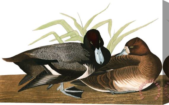 John James Audubon Scaup Duck Stretched Canvas Print / Canvas Art