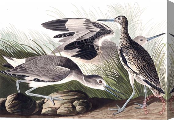 John James Audubon Semipalmated Snipe, Or Willet Stretched Canvas Print / Canvas Art