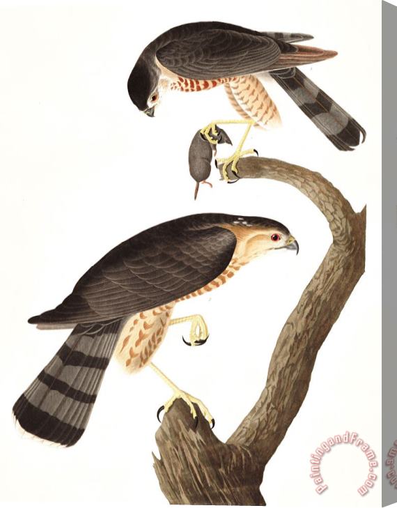 John James Audubon Sharp Shinned Hawk Stretched Canvas Print / Canvas Art