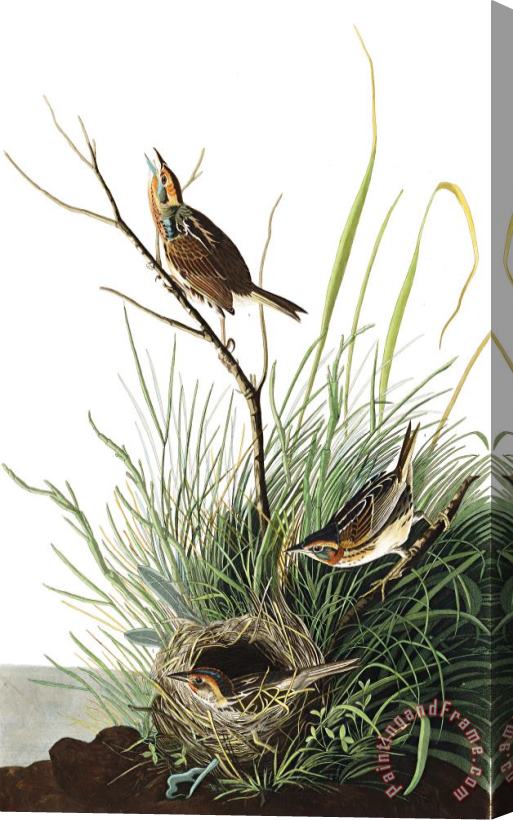 John James Audubon Sharp Tailed Finch Stretched Canvas Print / Canvas Art