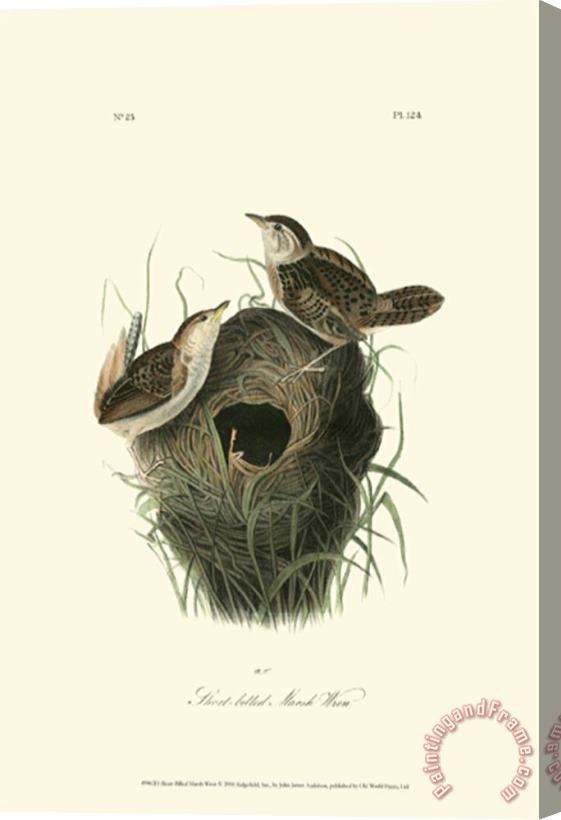 John James Audubon Short Billed Marsh Wren Stretched Canvas Print / Canvas Art