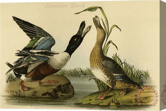 John James Audubon Shoveler Duck Stretched Canvas Painting / Canvas Art
