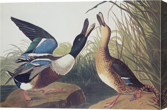 John James Audubon Shoveller Duck Stretched Canvas Painting / Canvas Art