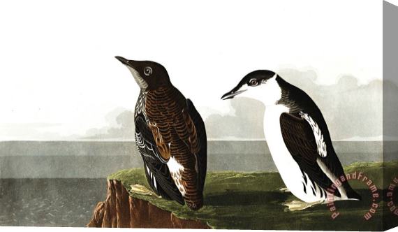John James Audubon Slender Billed Guillemot Stretched Canvas Print / Canvas Art