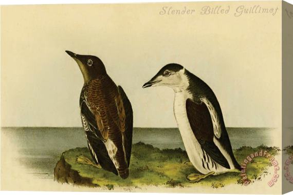 John James Audubon Slender Billed Guillimot Stretched Canvas Print / Canvas Art