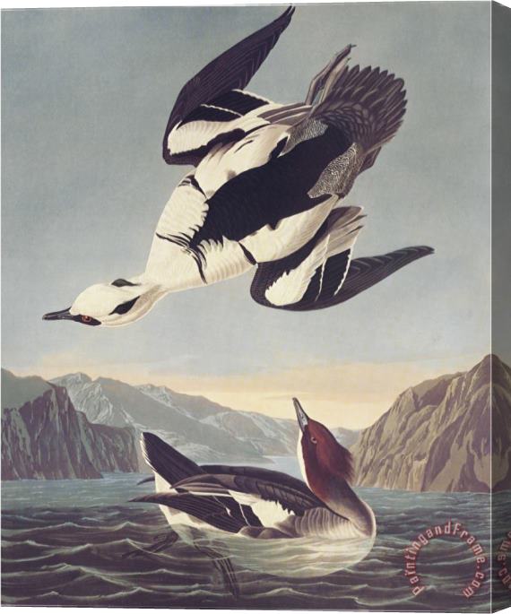 John James Audubon Smew Or White Nun Stretched Canvas Print / Canvas Art