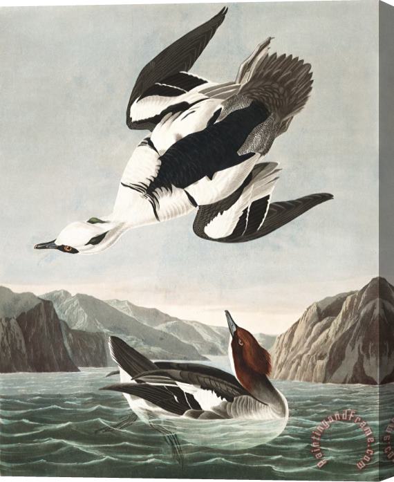 John James Audubon Smew, Or White Nun Stretched Canvas Painting / Canvas Art