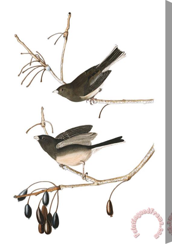 John James Audubon Snow Bird Stretched Canvas Print / Canvas Art