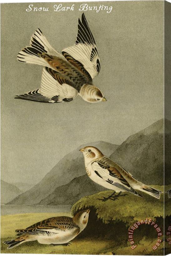 John James Audubon Snow Lark Bunting Stretched Canvas Print / Canvas Art