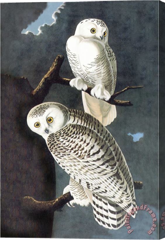 John James Audubon Snowy Owl Stretched Canvas Painting / Canvas Art