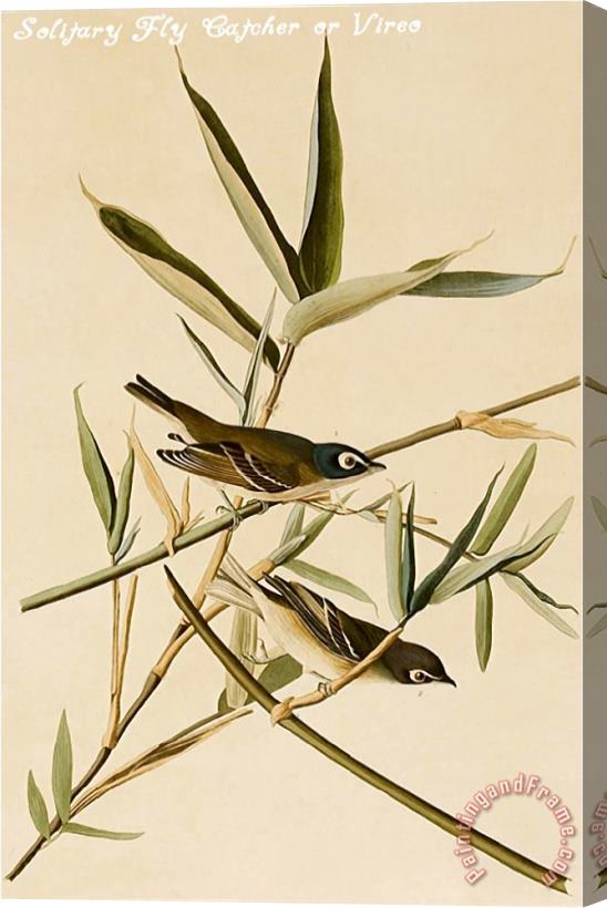 John James Audubon Solitary Fly Catcher Or Vireo Stretched Canvas Painting / Canvas Art
