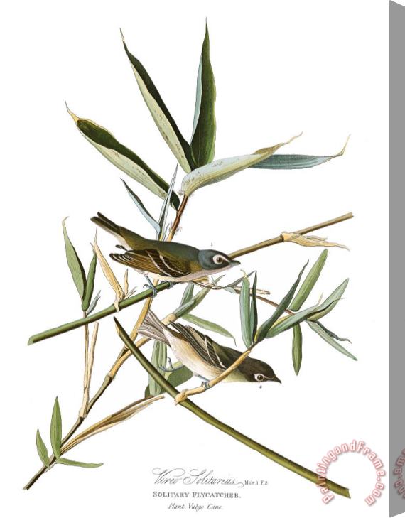 John James Audubon Solitary Flycatcher, Or Vireo Stretched Canvas Painting / Canvas Art