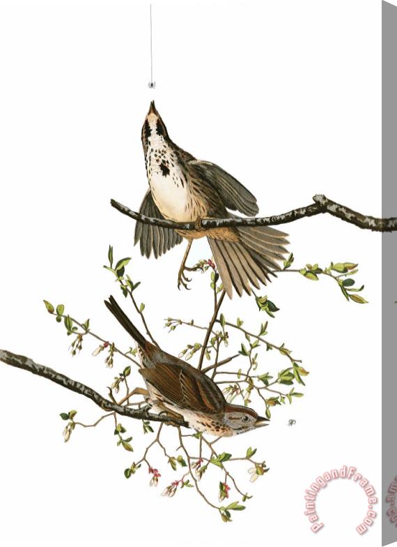John James Audubon Song Sparrow Stretched Canvas Print / Canvas Art