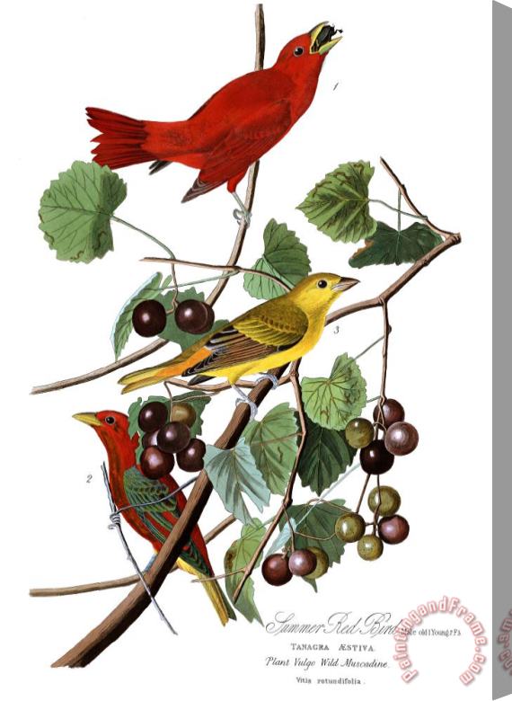 John James Audubon Summer Red Bird Stretched Canvas Painting / Canvas Art