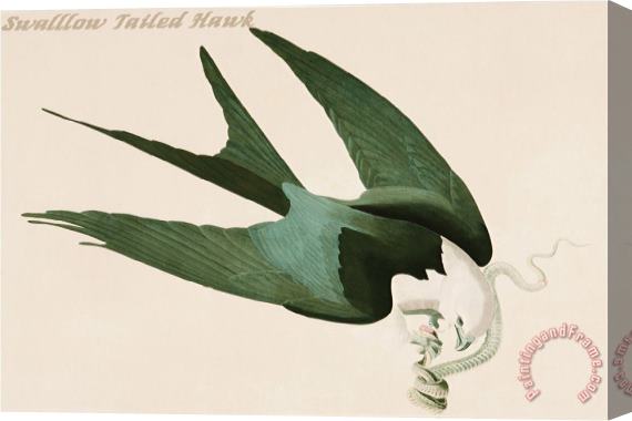 John James Audubon Swalllow Tailed Hawk Stretched Canvas Print / Canvas Art