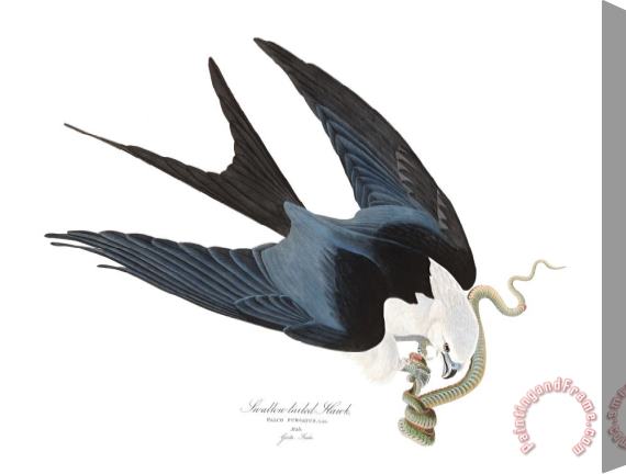 John James Audubon Swallow Tailed Hawk Stretched Canvas Print / Canvas Art