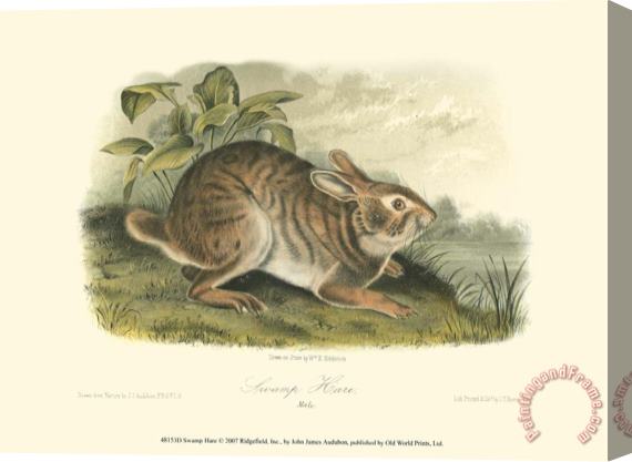 John James Audubon Swamp Hare Stretched Canvas Painting / Canvas Art