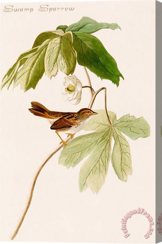 John James Audubon Swamp Sparrow Stretched Canvas Print / Canvas Art