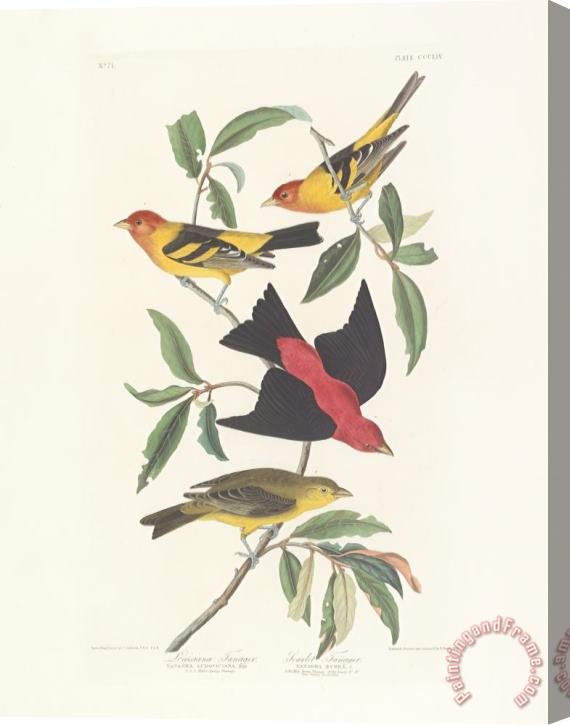John James Audubon Tanagers Stretched Canvas Print / Canvas Art