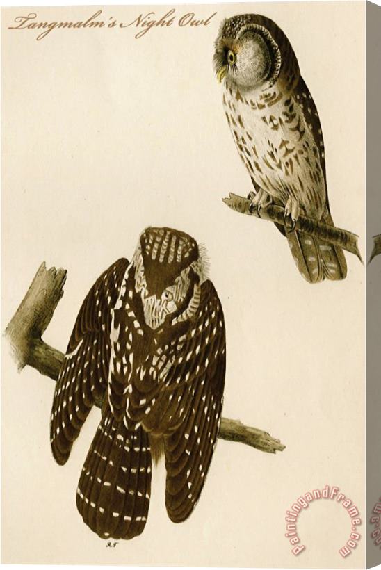 John James Audubon Tangmalm S Night Owl Stretched Canvas Print / Canvas Art