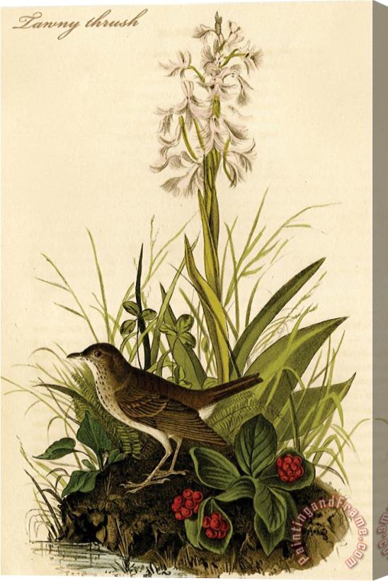 John James Audubon Tawny Thrush Stretched Canvas Print / Canvas Art