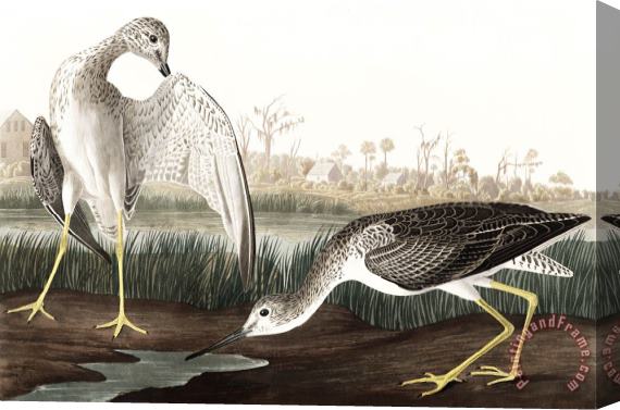 John James Audubon Tell Tale Godwit, Or Snipe Stretched Canvas Print / Canvas Art