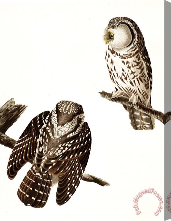 John James Audubon Tengmalm's Owl Stretched Canvas Painting / Canvas Art