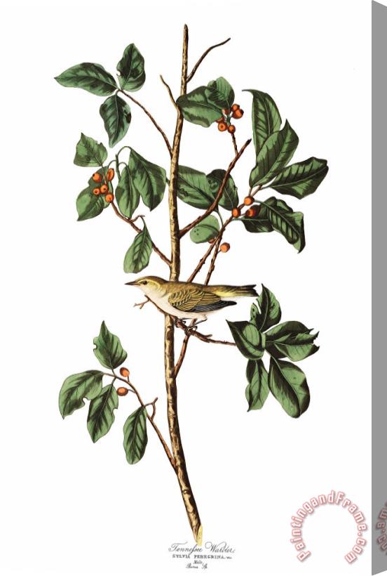 John James Audubon Tennessee Warbler Stretched Canvas Print / Canvas Art