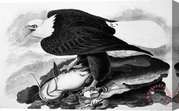 John James Audubon The Bald Eagle Stretched Canvas Print / Canvas Art