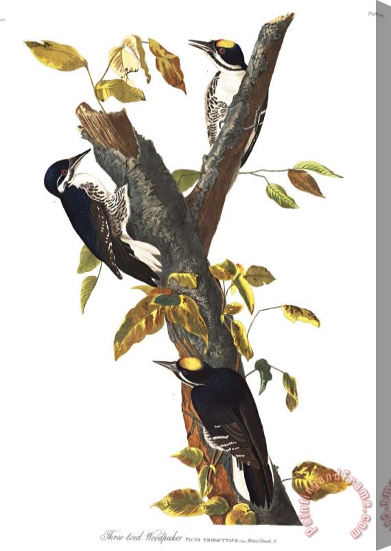 John James Audubon Three Toed Woodpecker Stretched Canvas Print / Canvas Art