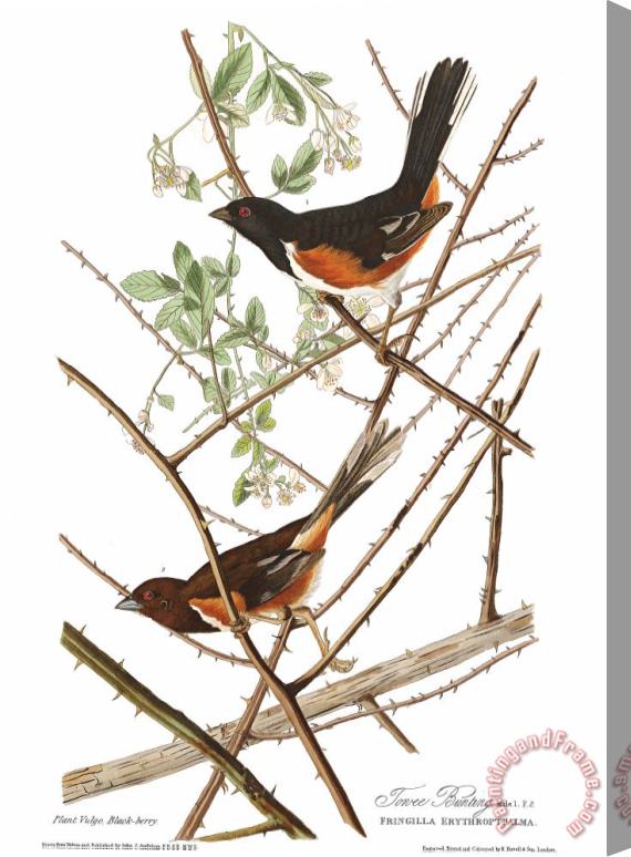 John James Audubon Towhe Bunting Stretched Canvas Print / Canvas Art