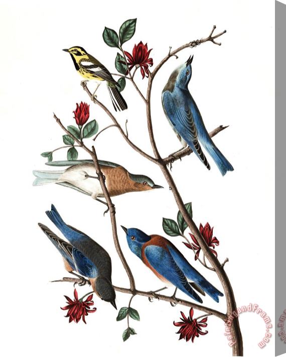 John James Audubon Townsend's Warbler, Arctic Blue Bird, Western Blue Bird Stretched Canvas Painting / Canvas Art