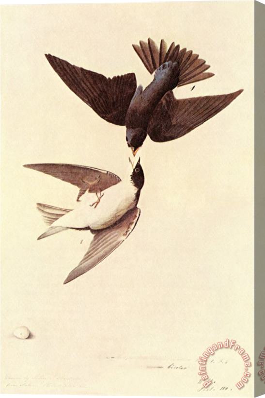 John James Audubon Tree Swallow Stretched Canvas Print / Canvas Art