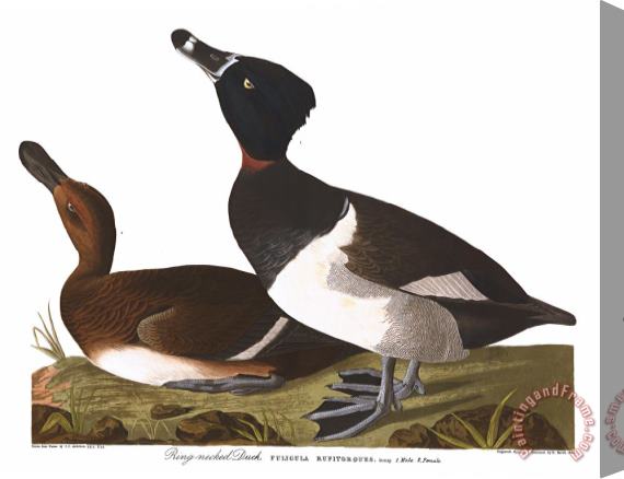 John James Audubon Tufted Duck Stretched Canvas Print / Canvas Art