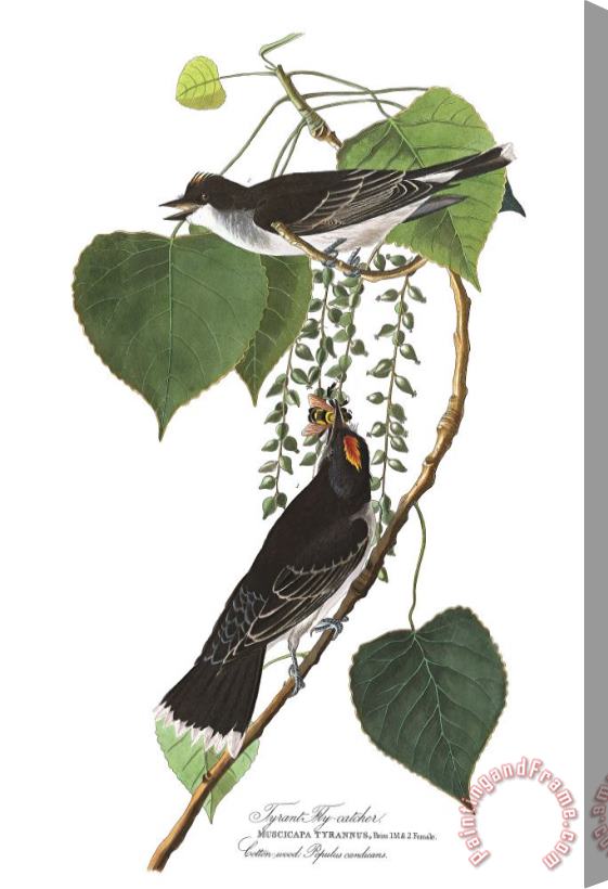 John James Audubon Tyrant Fly Catcher Stretched Canvas Painting / Canvas Art
