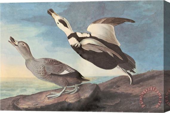 John James Audubon Untitled Stretched Canvas Print / Canvas Art