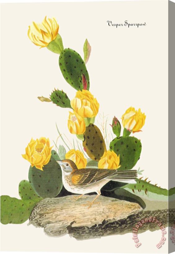 John James Audubon Vesper Sparrow Stretched Canvas Print / Canvas Art