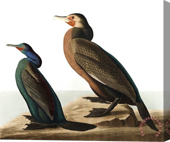 John James Audubon Violet Green Cormorant, Or Townsend's Cormorant Stretched Canvas Painting / Canvas Art
