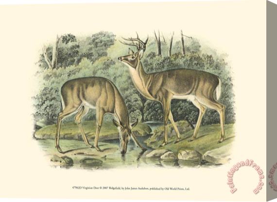John James Audubon Virginian Deer Stretched Canvas Painting / Canvas Art